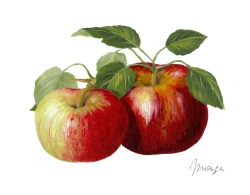 pomme site dorieux